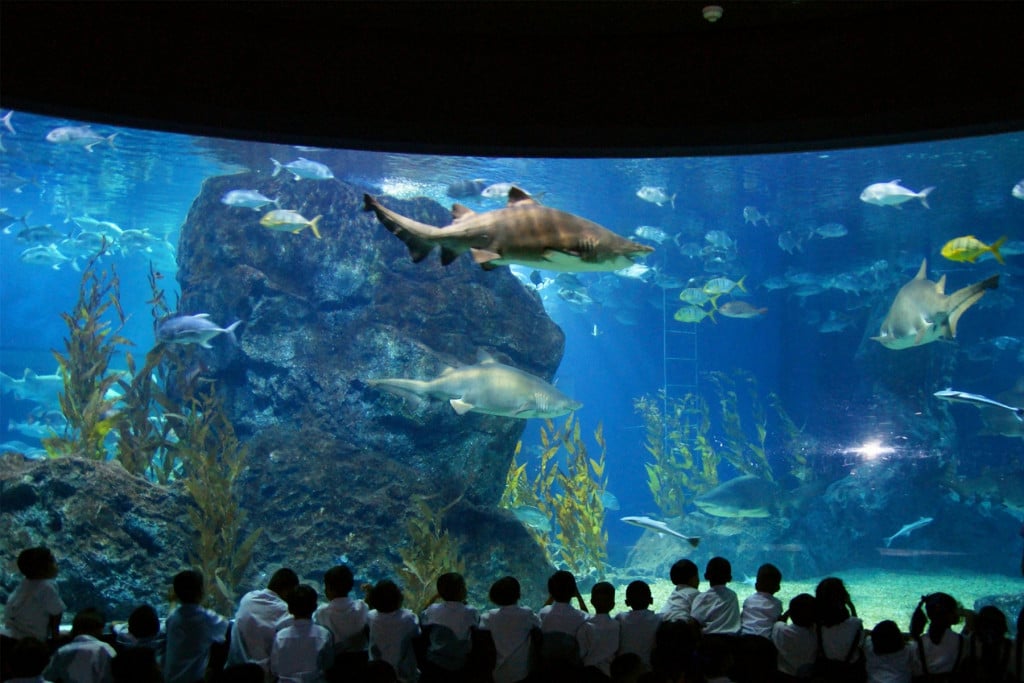 Sea Life Aquarium ivivu 3