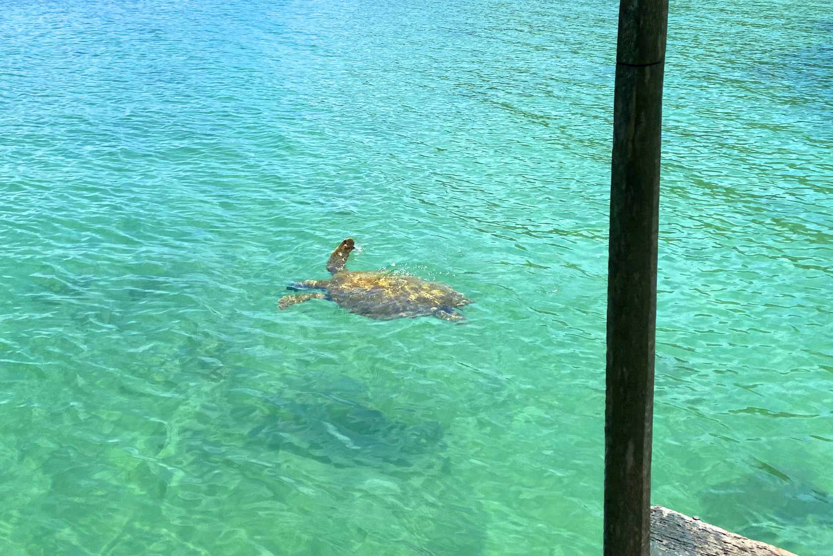 Ảnh: Rùa biển xuất hiện tại đảo Cô Tô vào ngày 22/8.