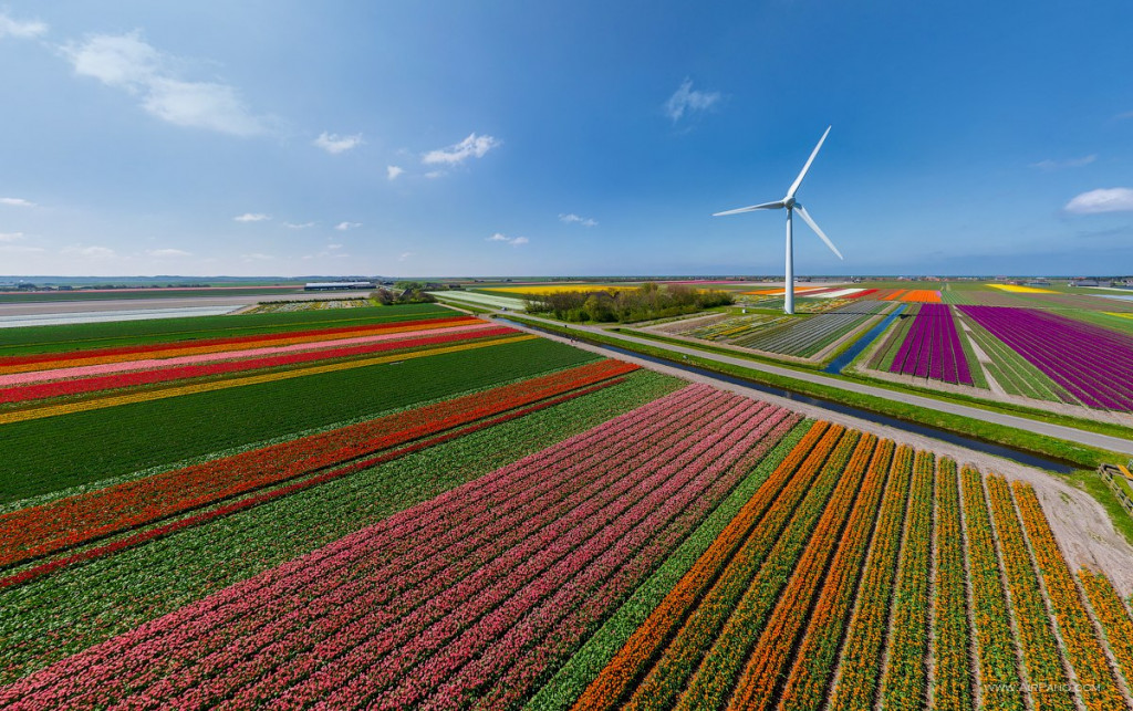 Cánh đồng hoa tuplip bạt ngàn ở Hà Lan