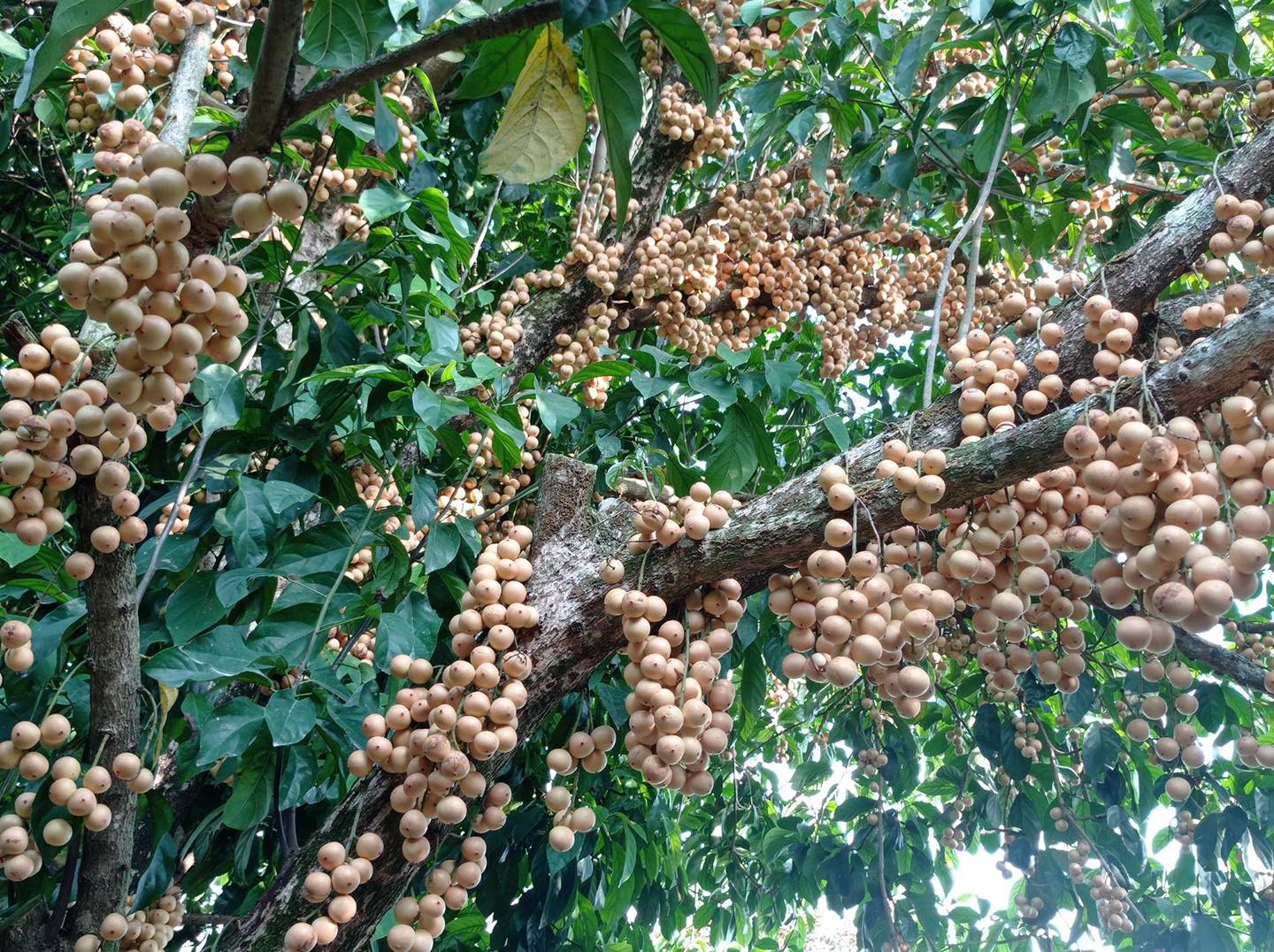 Khám phá 5 vườn trái cây ở Phong Điền, Cần Thơ trĩu quả 10