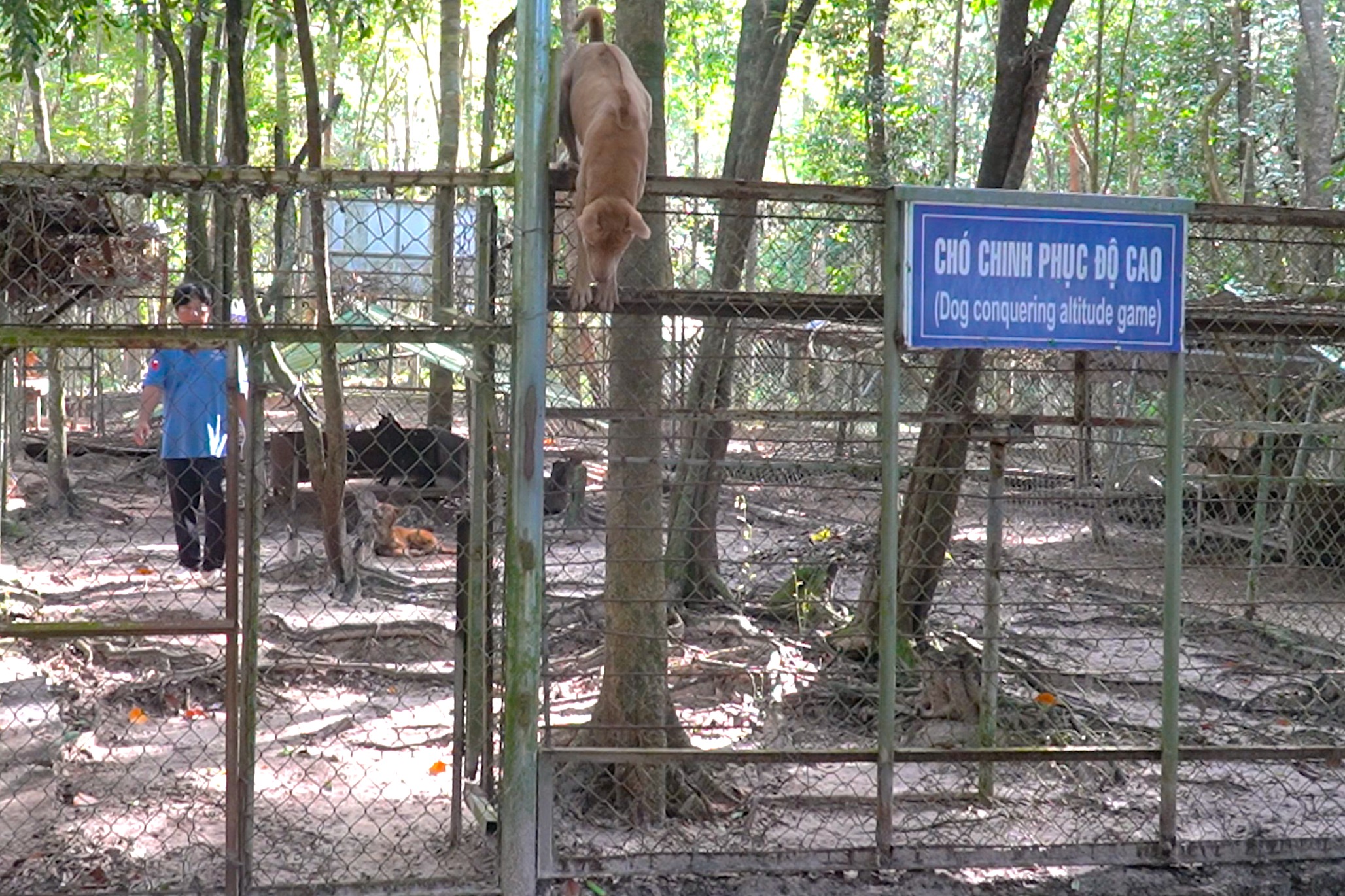 Chó Phú Quốc ở trung tâm bảo tồn biểu diễn leo rào. Ảnh: Ngọc Tài