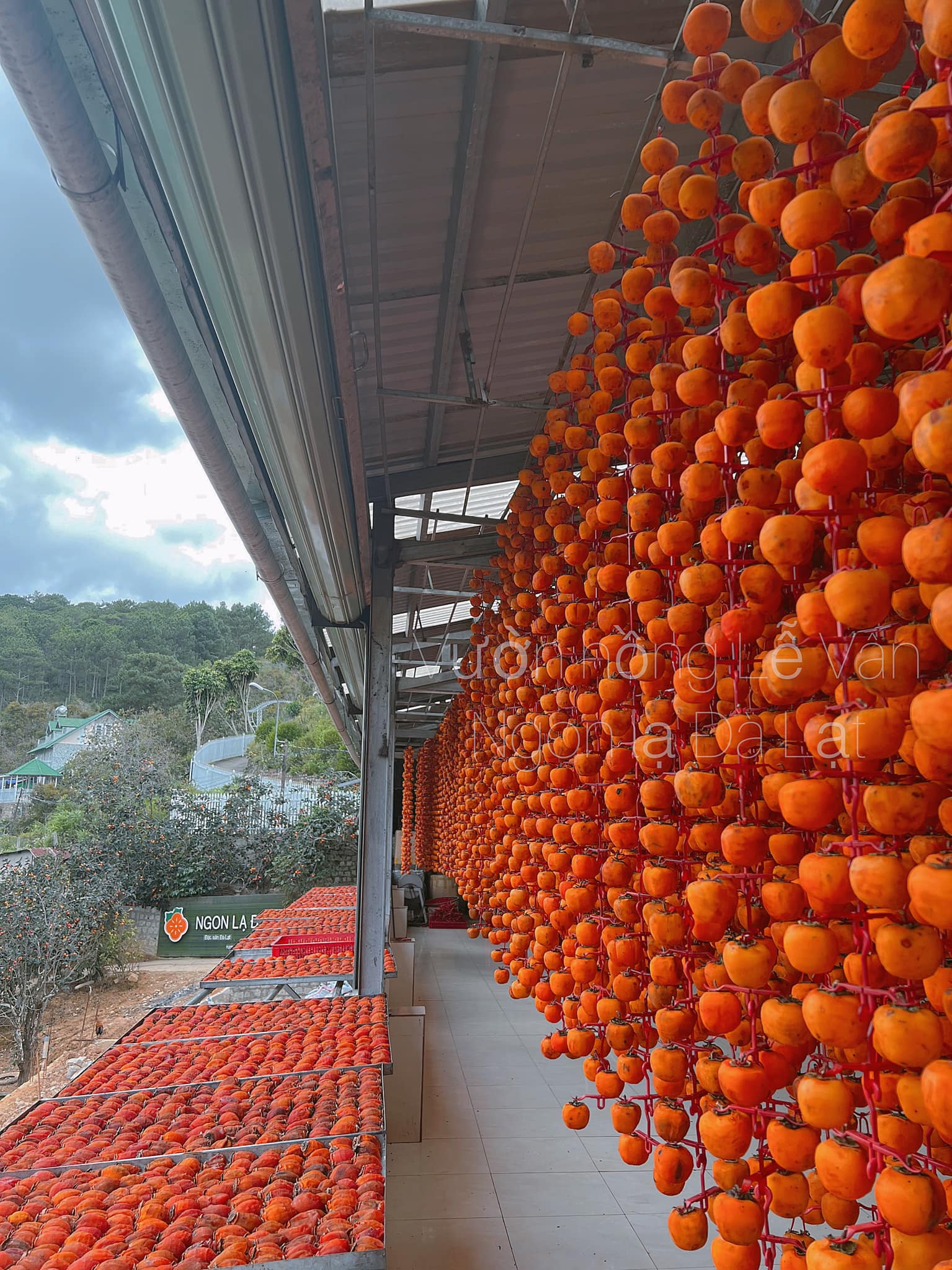 hồng-Đà-Lạt-ivivu-10