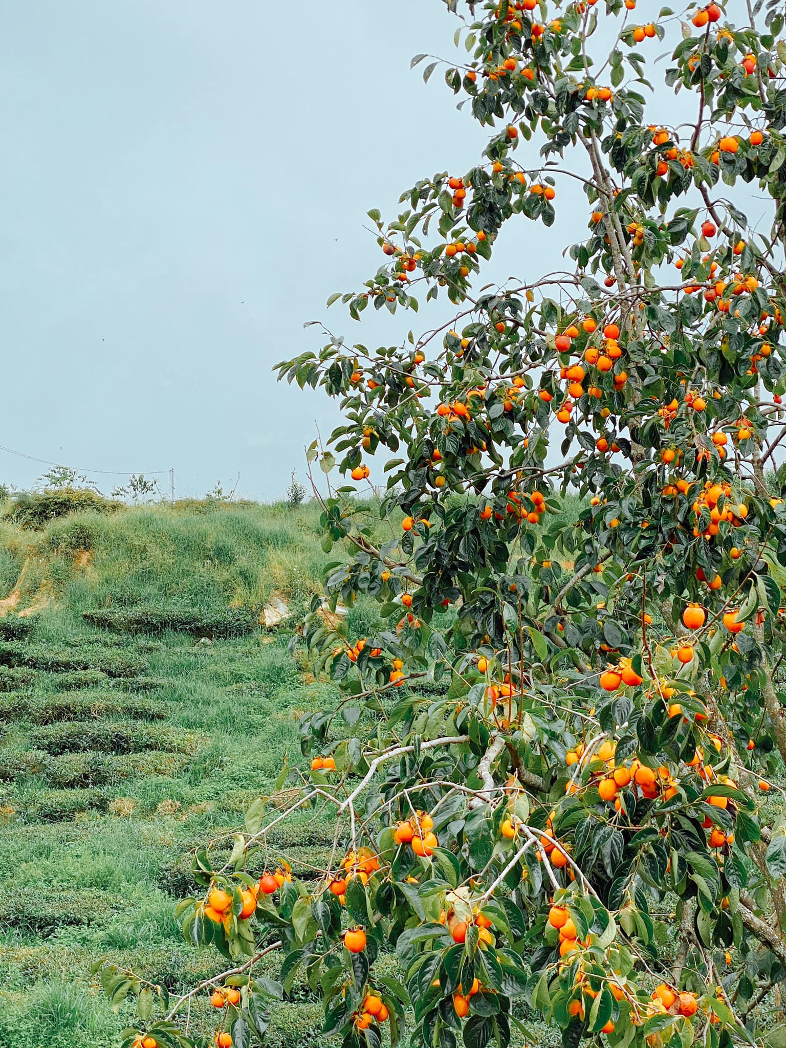 Ảnh: Fb Cầu Đất Camping