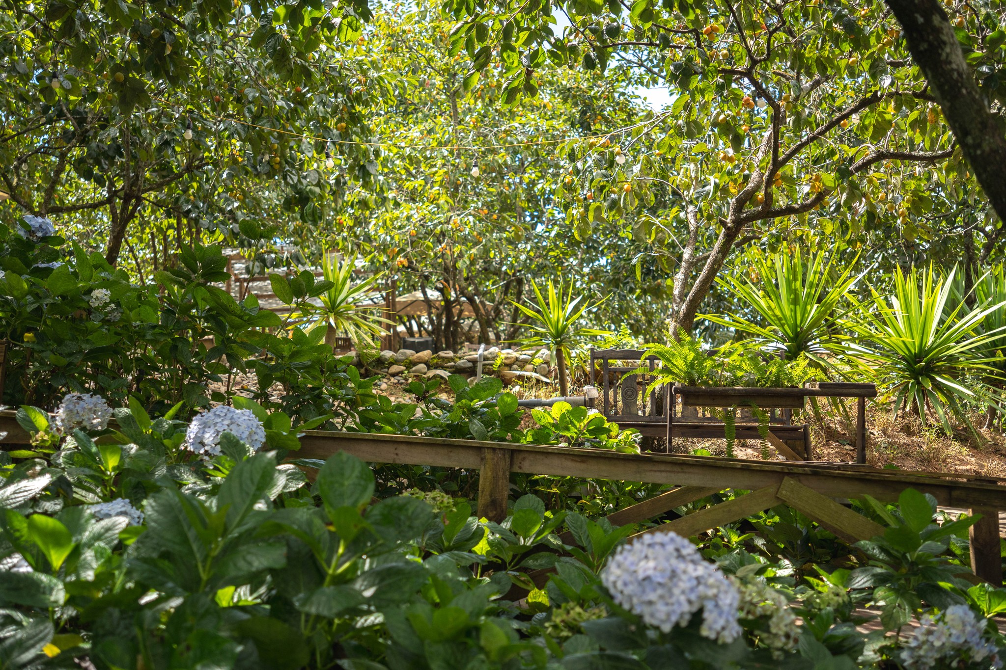 hồng-Đà-Lạt-ivivu-6