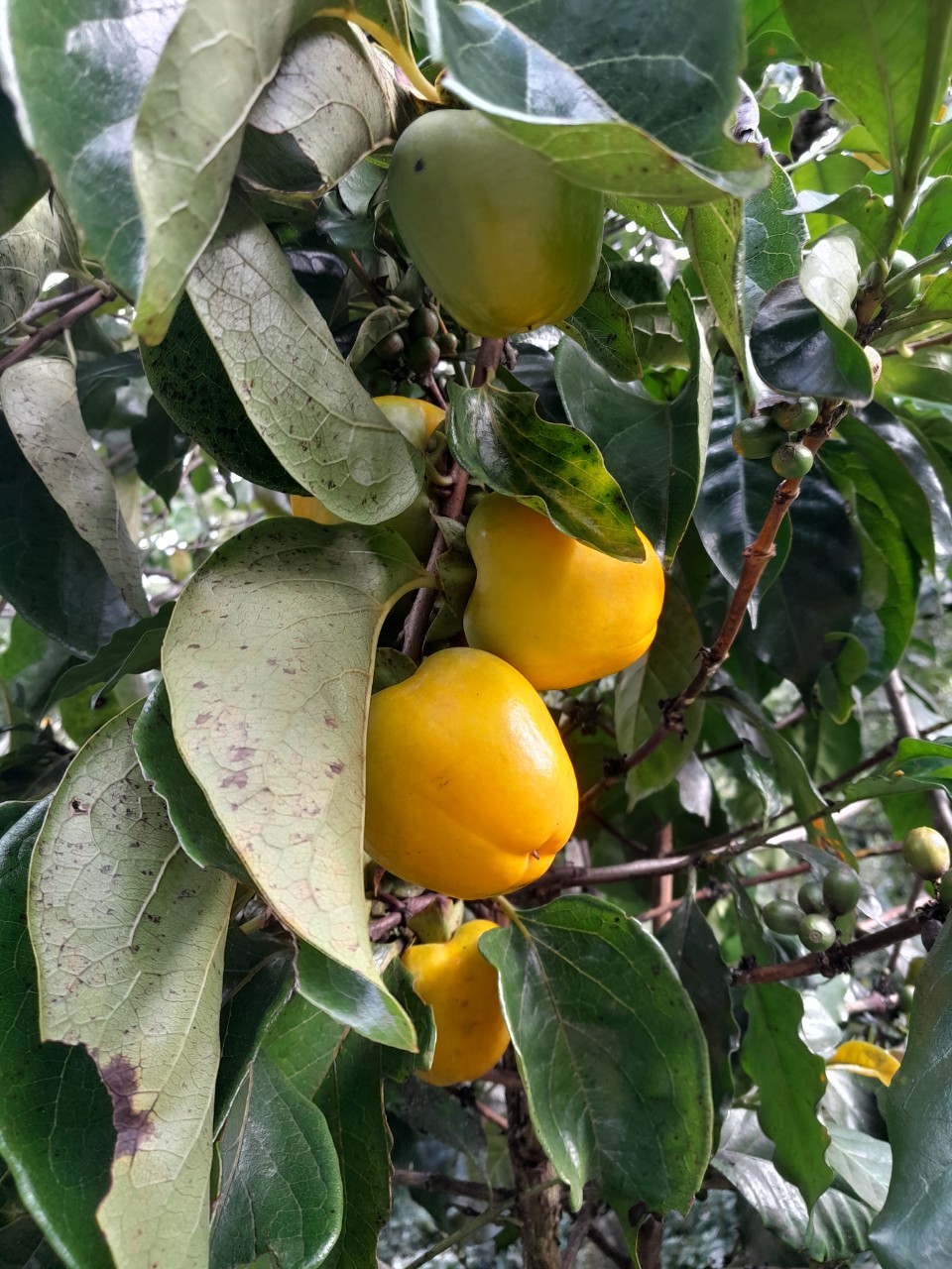 Ảnh: Fb Vườn hồng Thái Long