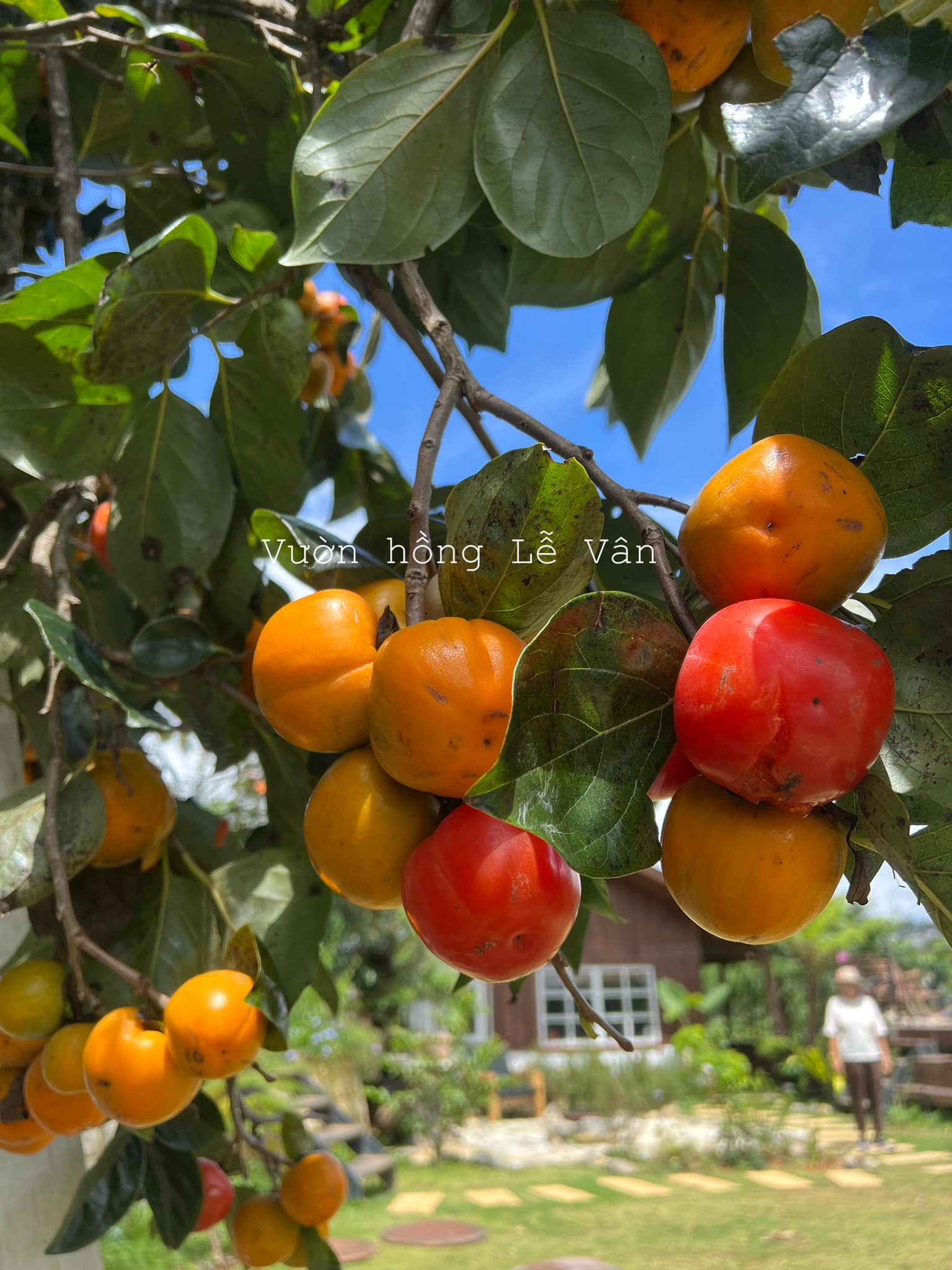 Ảnh: Fb Vườn hồng Lễ Vân