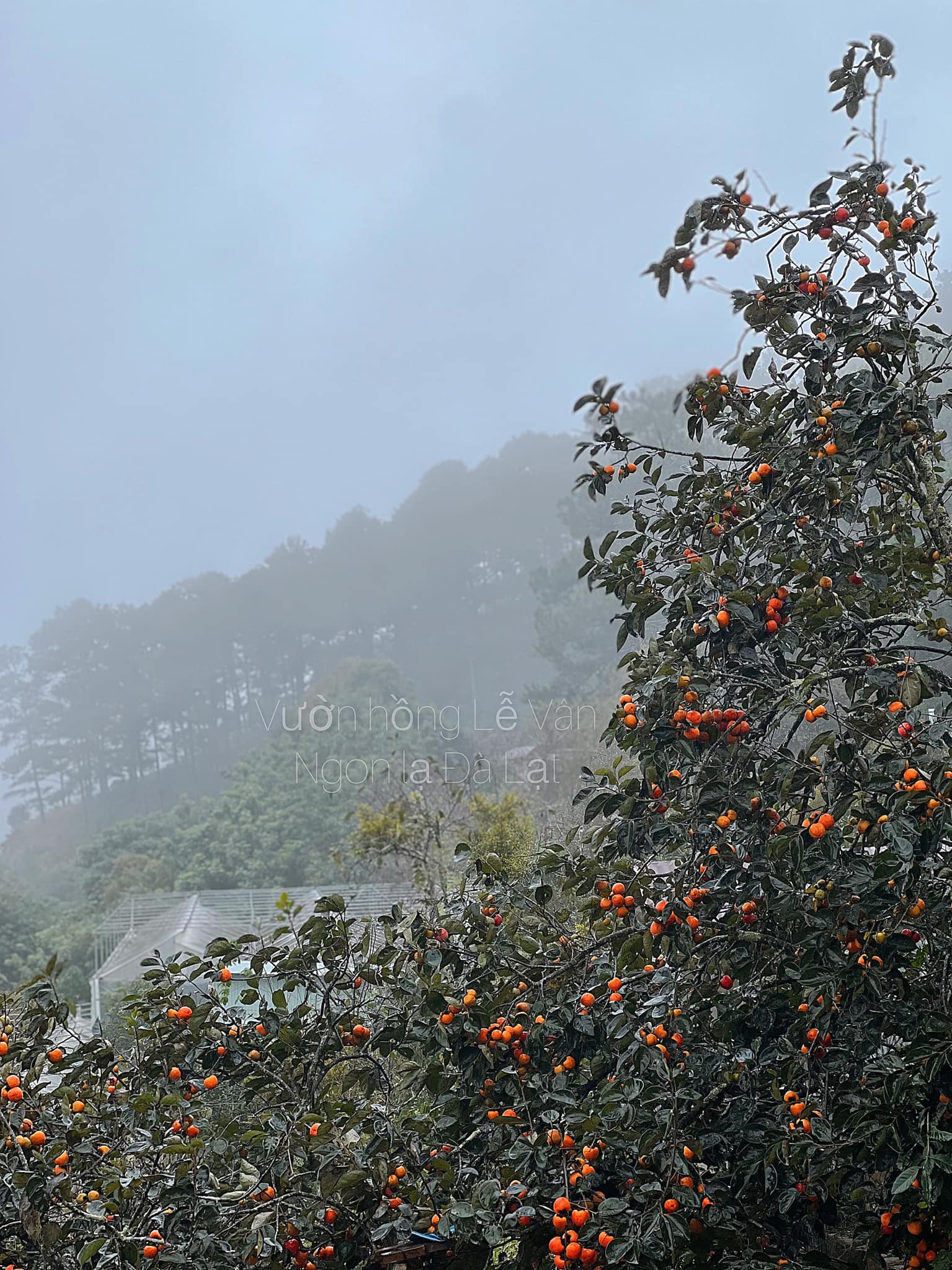 hồng-Đà-Lạt-ivivu-9