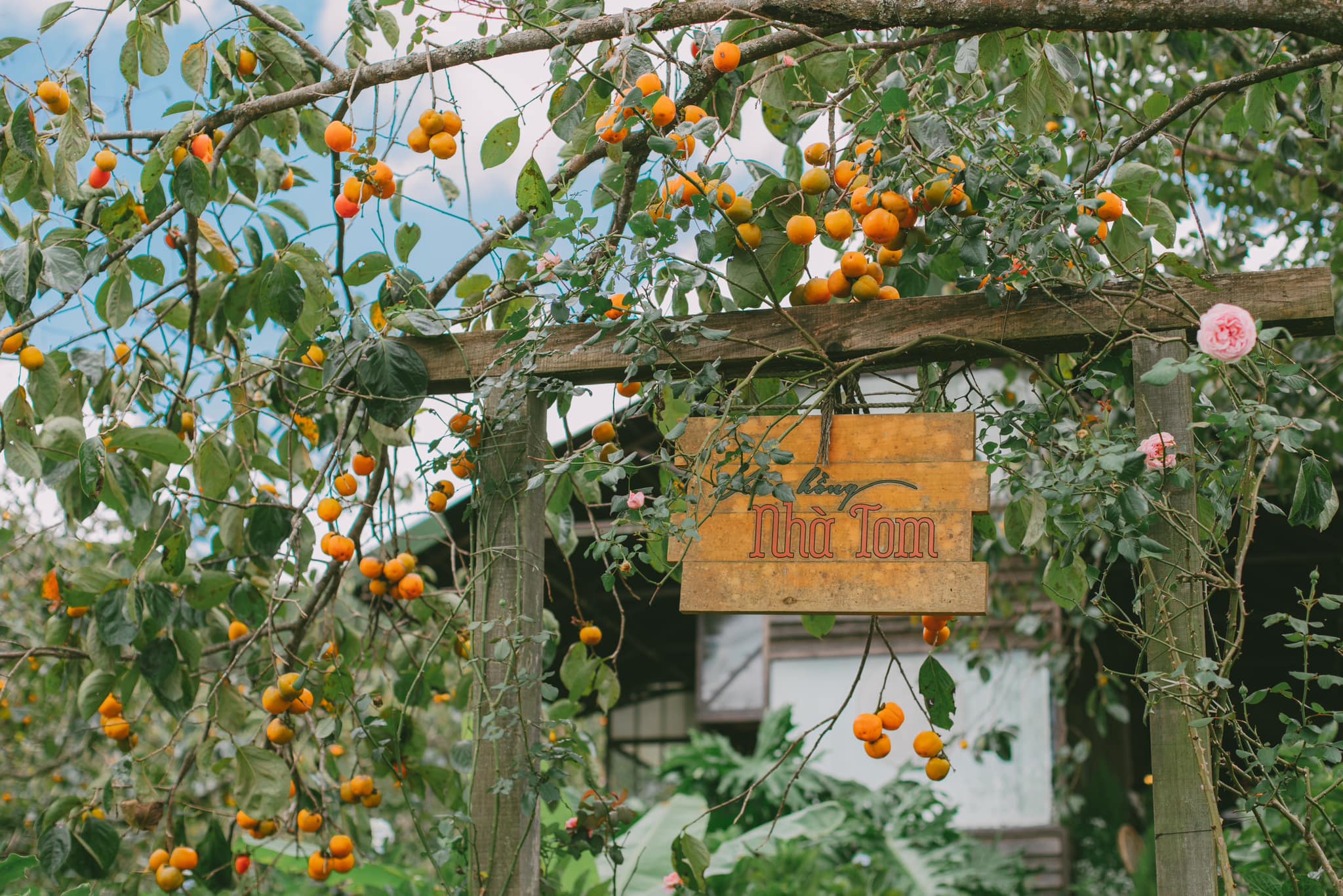 hồng-Đà-Lạt-ivivu