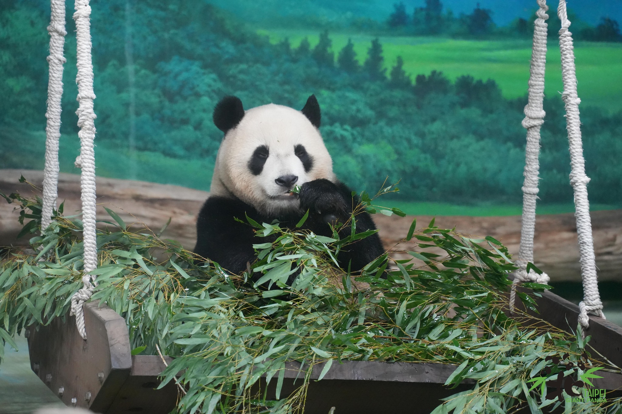Hình ảnh chú gấu trúc dễ thương tại Taipei zoo