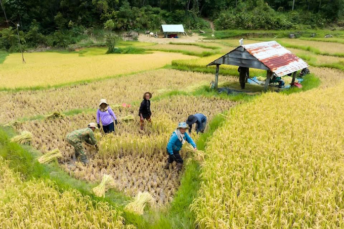 Chiêm ngưỡng ruộng bậc thang Kon Tu Rằng rực rỡ khi du lịch Măng Đen 32