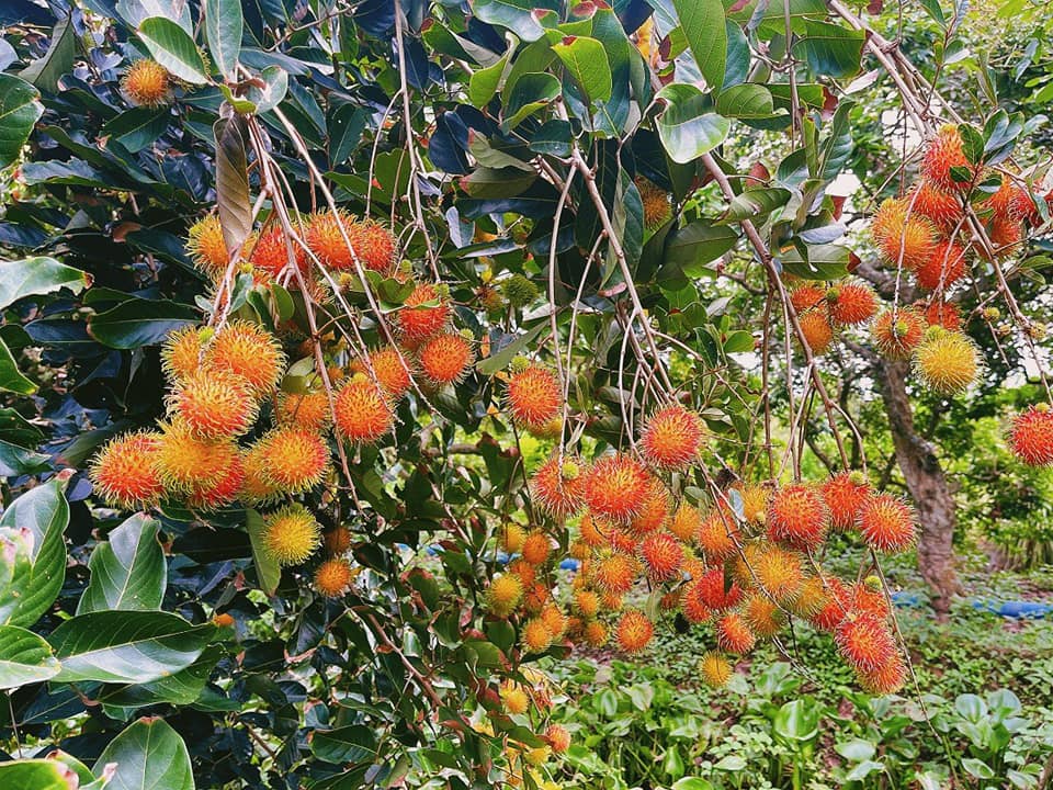 cồn sơn cần thơ