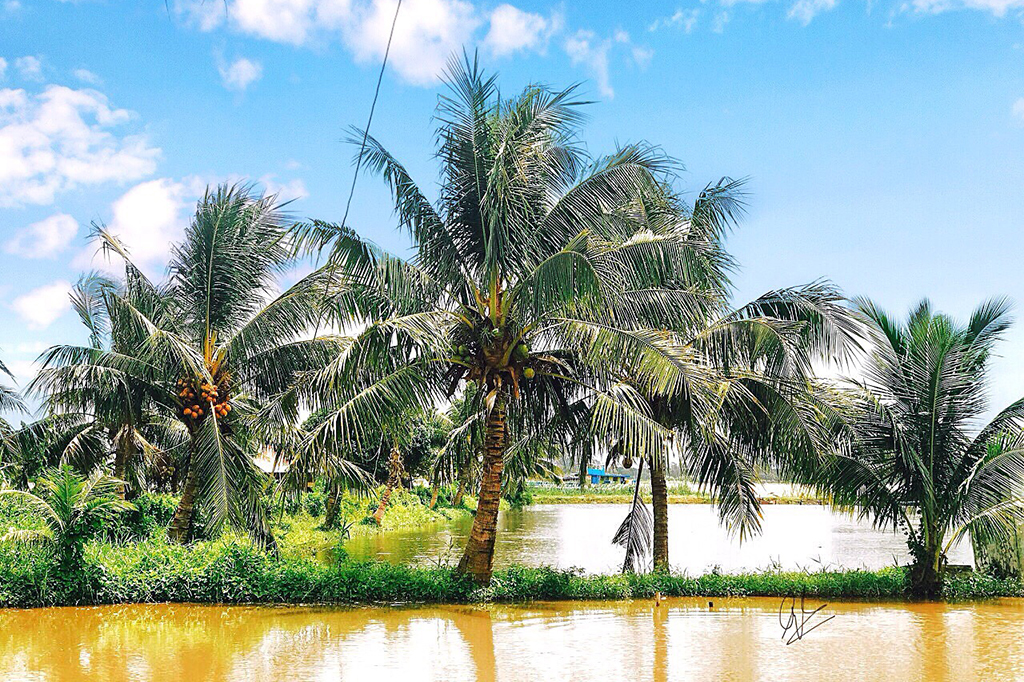 Cù lao Tân Lộc – khám phá “hòn đảo ngọt” của đất Tây Đô 48