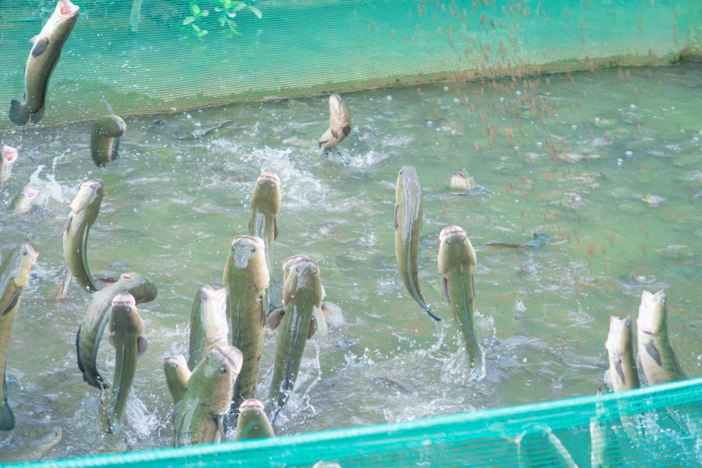 cồn sơn cần thơ