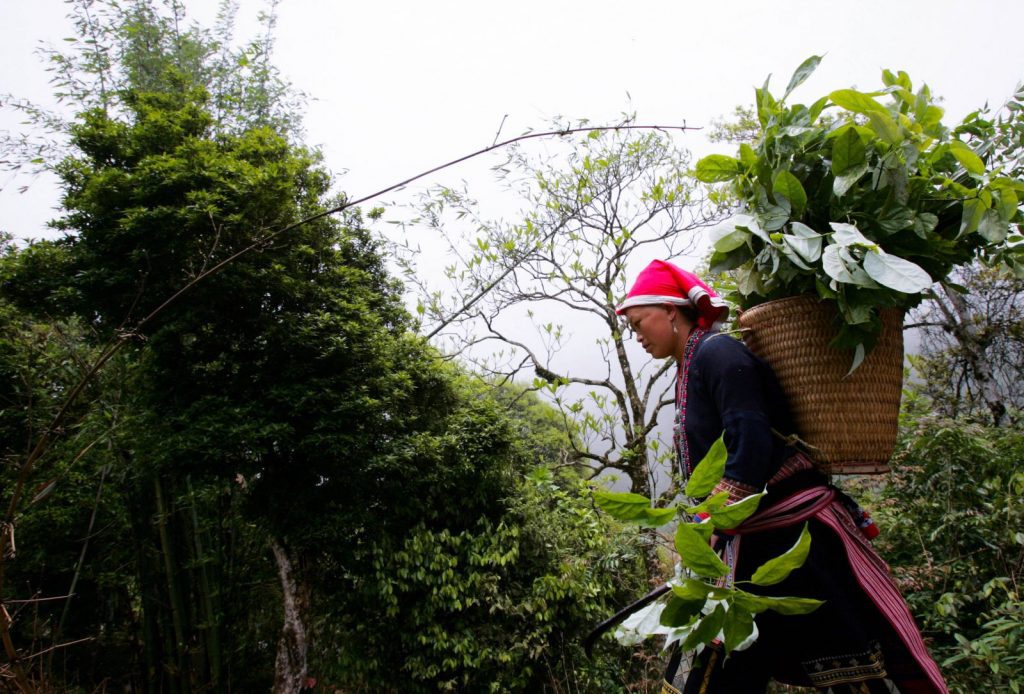 du lịch sapa