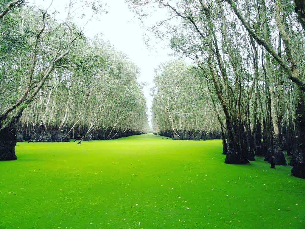 Lạc vào “xứ sở xanh thần tiên” ở rừng tràm Trà Sư, An Giang 50