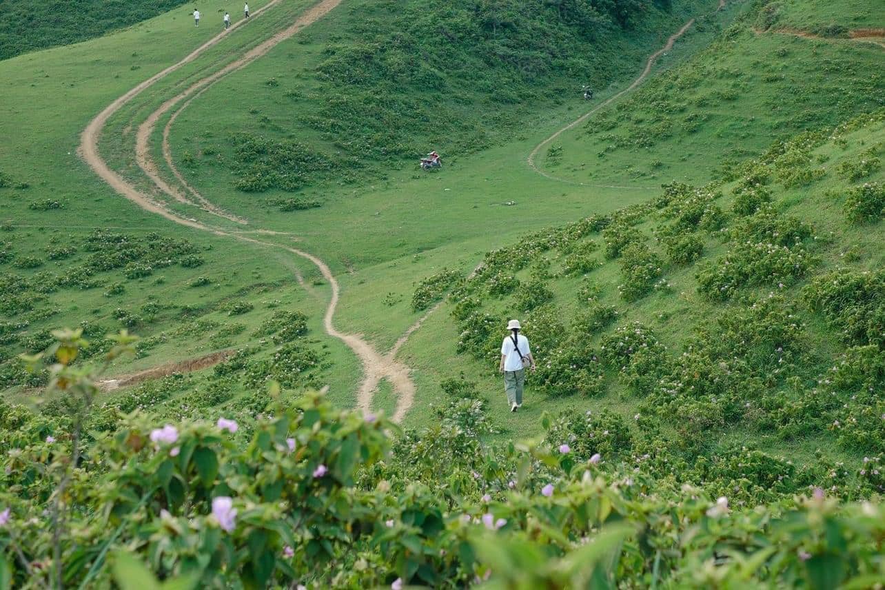 thảo nguyên Sam Chiêm