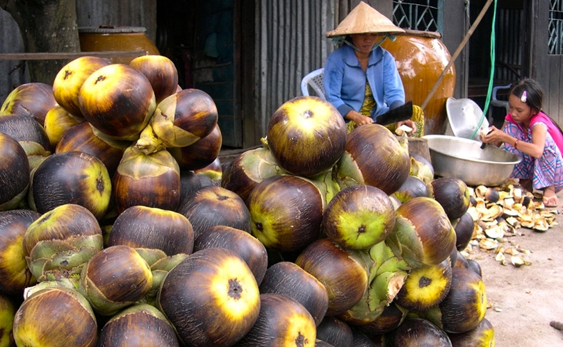 Xứ sở thốt nốt ở vùng đất thiêng Bảy Núi, An Giang 63