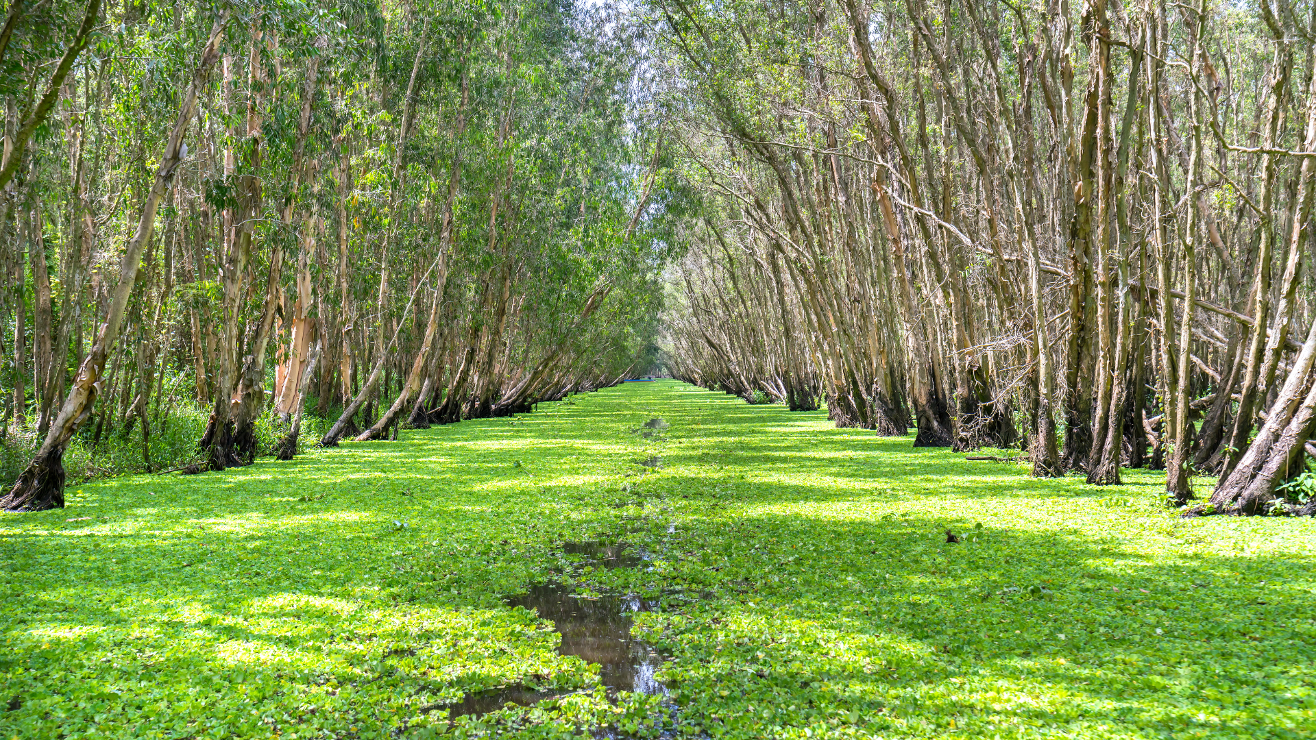 Lắng nghe giai điệu phương Nam với tour miền Tây 2N2Đ hấp dẫn 45