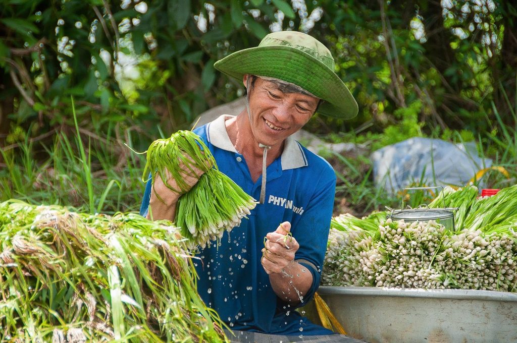 Mùa thu hoạch hẹ nước – sản vật đặc trưng ở miền Tây 53