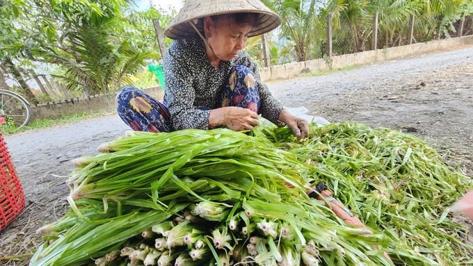 Mùa thu hoạch hẹ nước – sản vật đặc trưng ở miền Tây 41