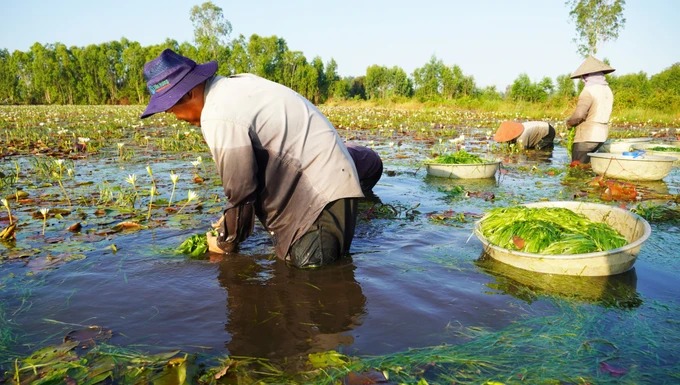 Mùa thu hoạch hẹ nước – sản vật đặc trưng ở miền Tây 45