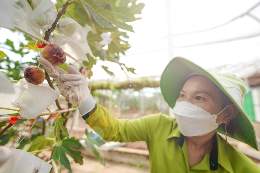 Điểm đến mới lạ ở Sài Gòn: độc đáo vườn sung Mỹ Suối Tiên Farm 35