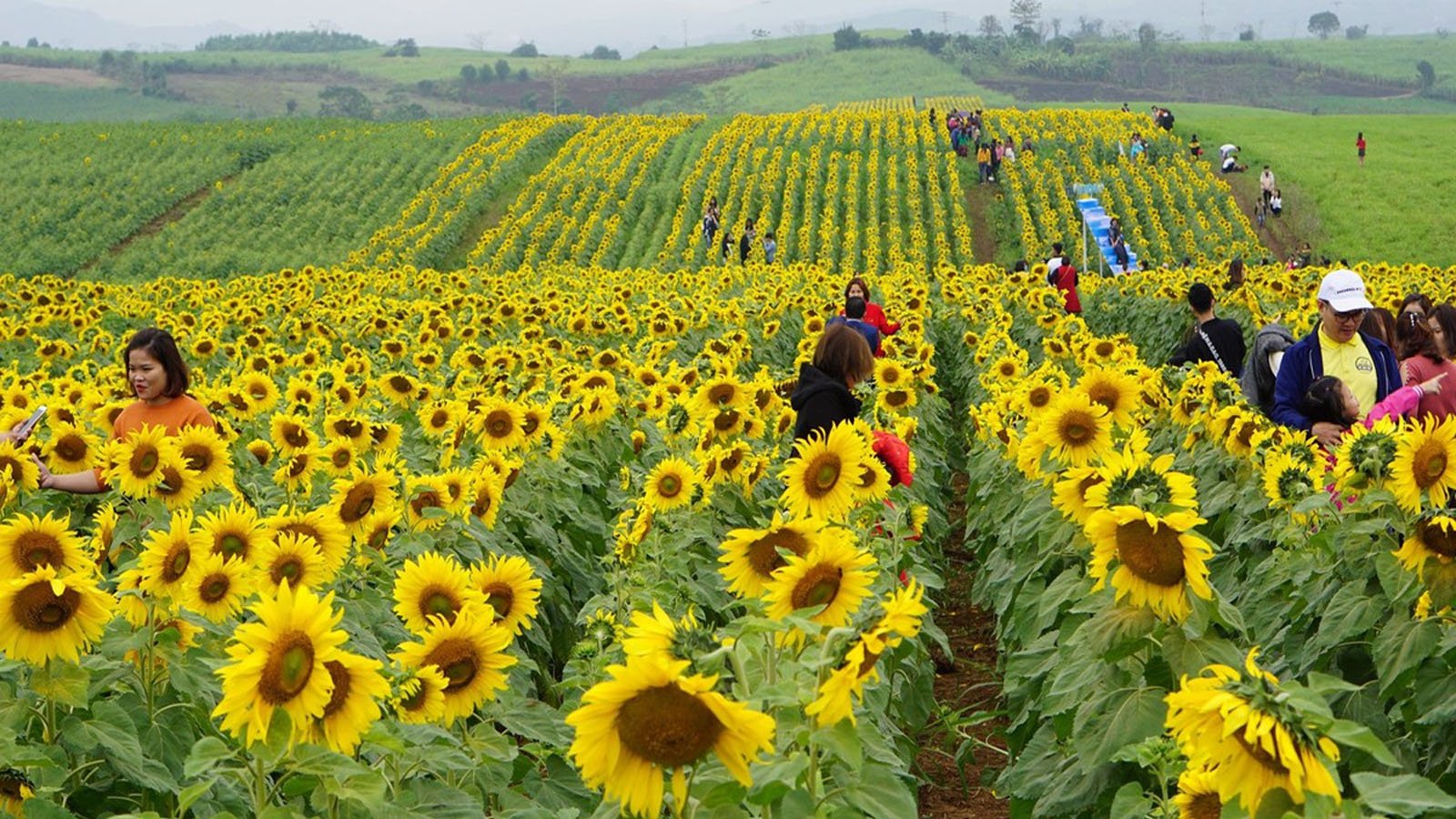 Top 5 địa điểm thưởng ngoạn sắc hoa dịp cuối năm tại Việt Nam 51