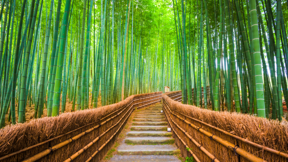 Tour du lịch tết