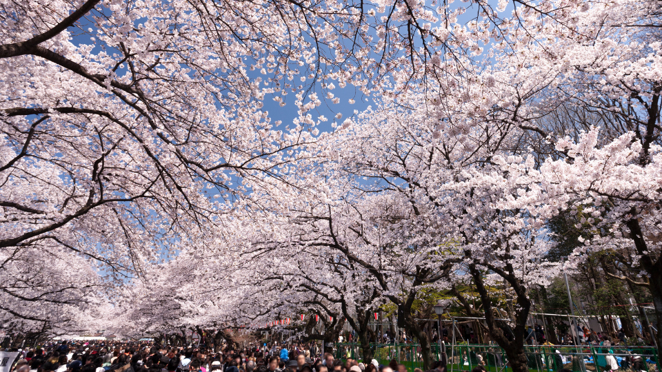 Tour-Nhat-Ban-mua-xuan-5N5D-ivivu-3.png
