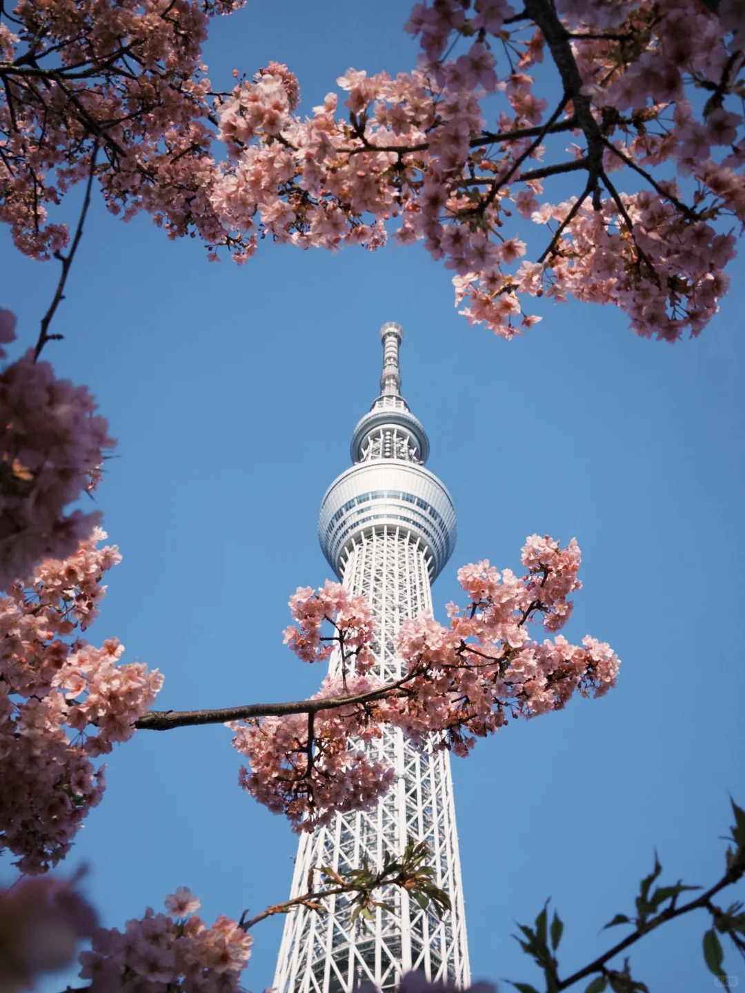 Tháp truyền hình Tokyo Sky Tree trong sắc hoa anh đào