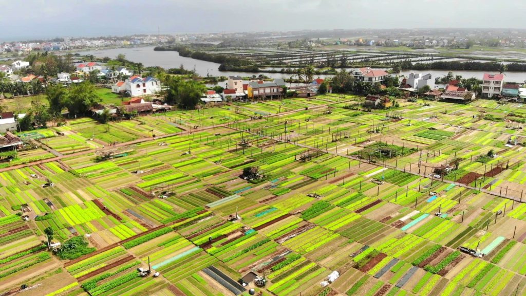 Làng rau Trà Quế nhìn từ trên cao