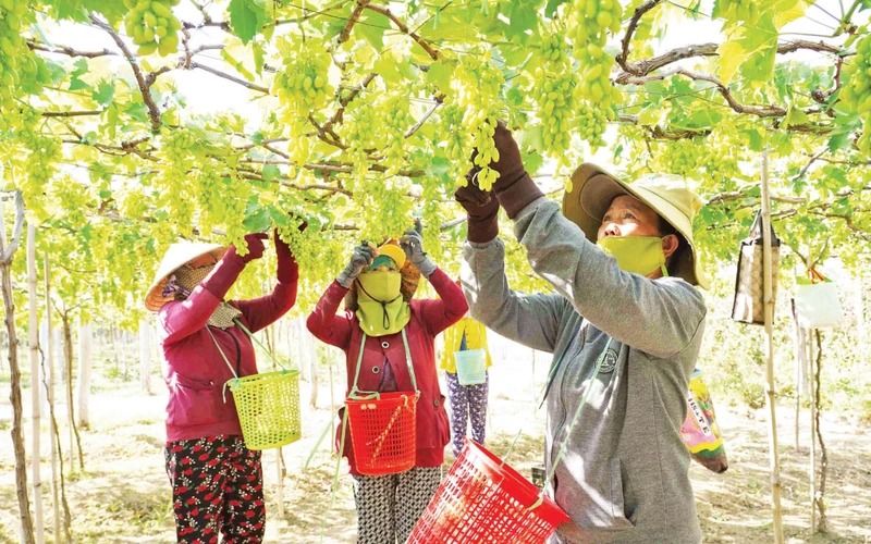 1 vườn nho ở Ninh Thuận