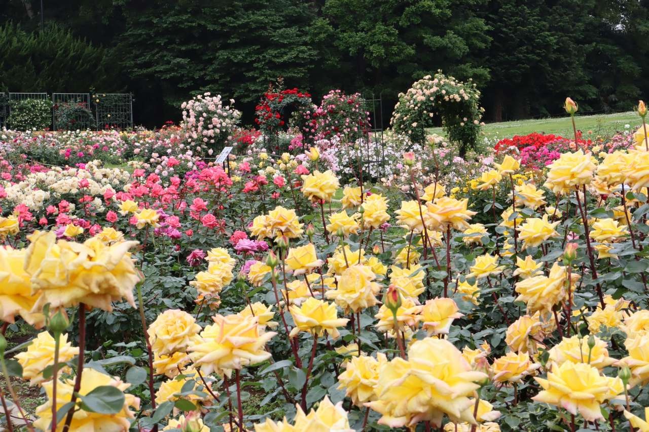 Vườn hoa hồng Nhật Bản ivivu 