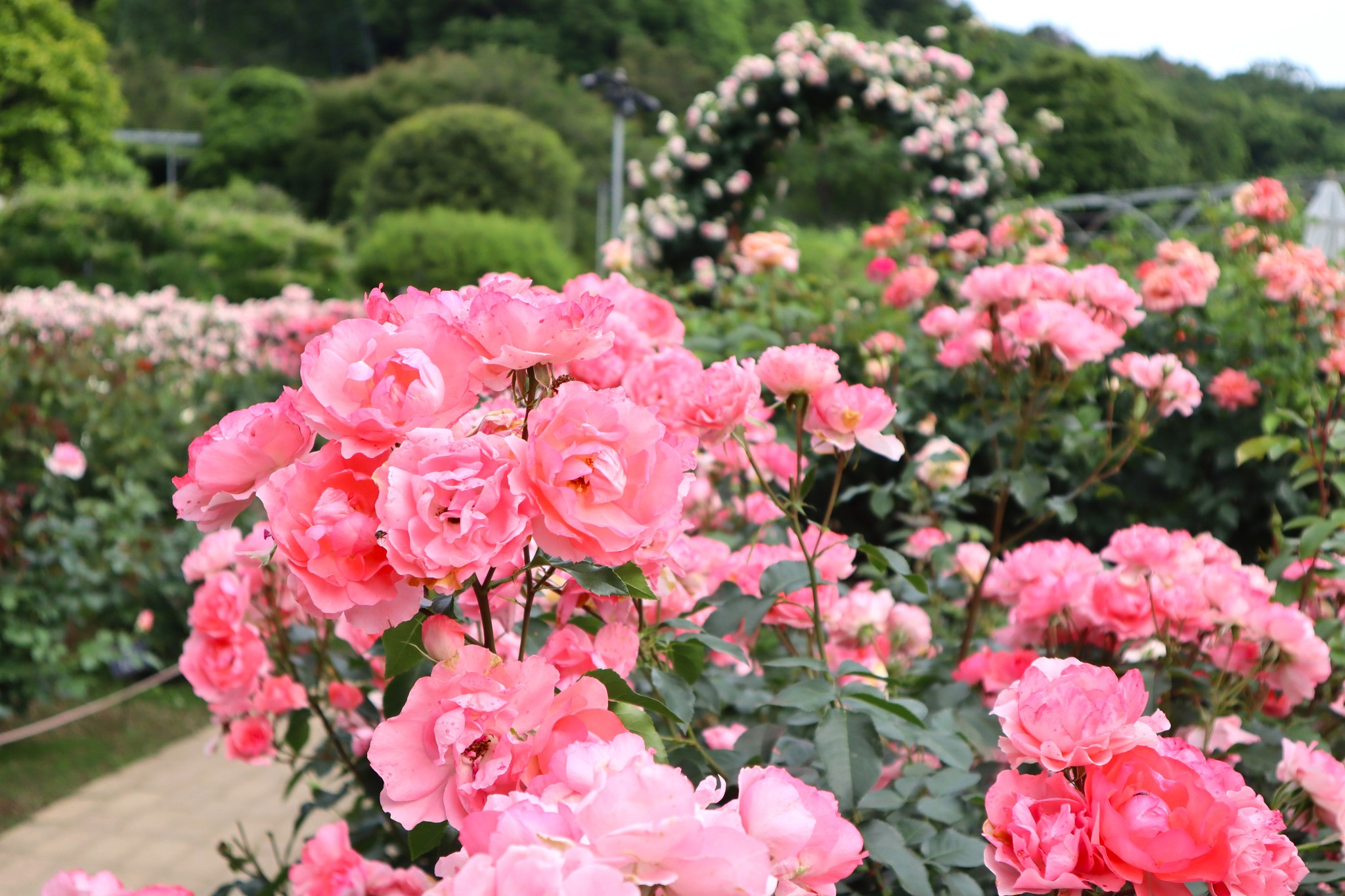 Công viên hoa Ashikaga, Tochigi với vườn hoa rực rỡ
