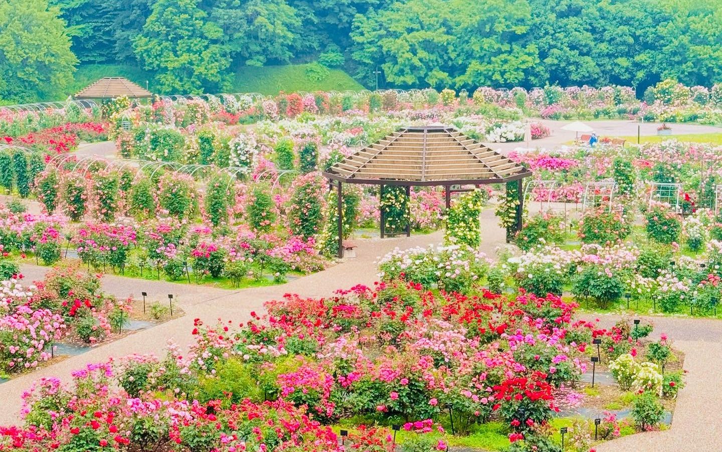 Khu vườn với các khu vườn chủ đề hoa hồng