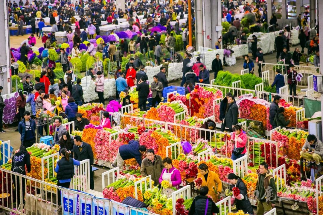 Chợ hoa Đấu Nam được mệnh danh là thủ phủ hoa tươi lớn nhất châu Á.