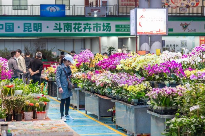 Có nhiều phương tiện để bạn có thể lựa chọn khi đến đây tham quan