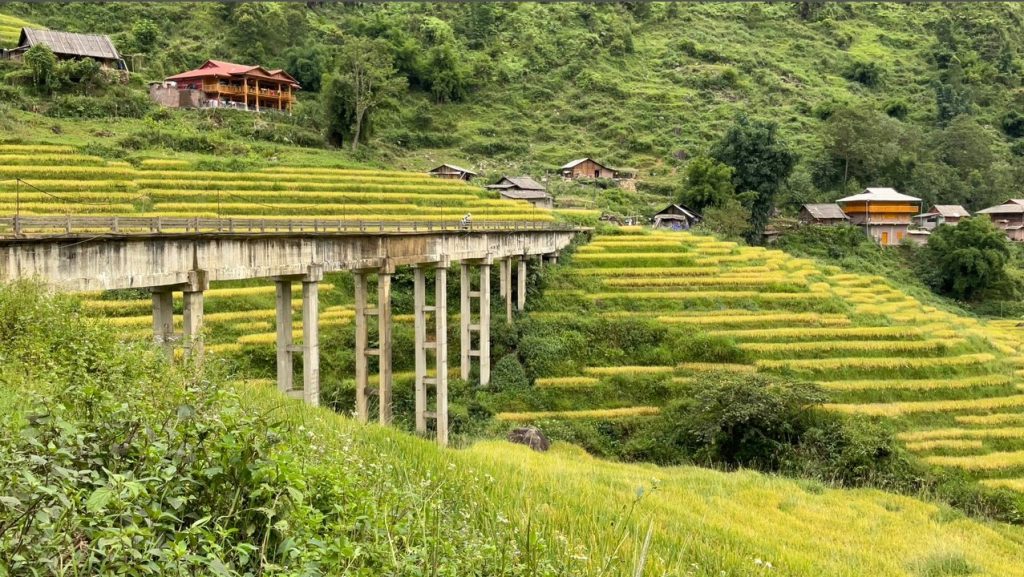 Mùa lúa chín ở Tả Van