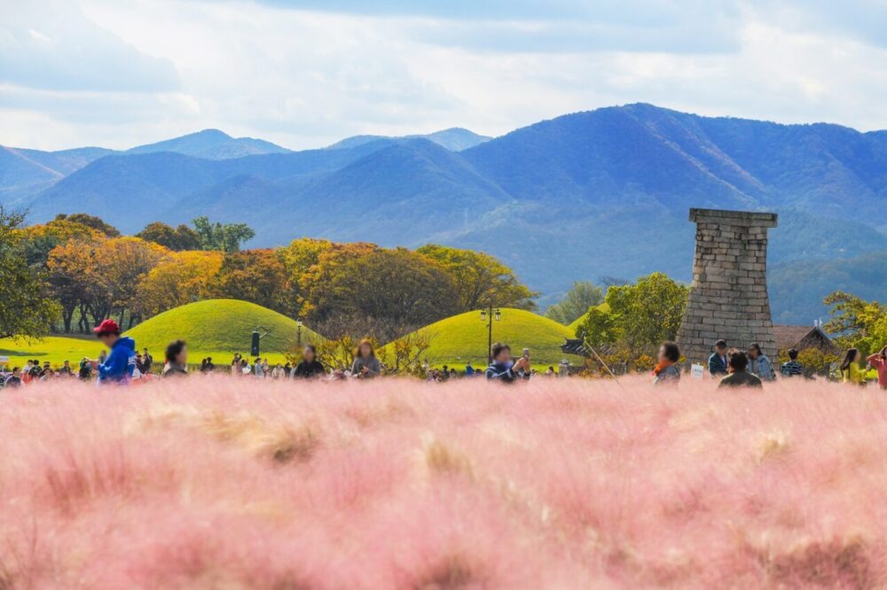 Cỏ hồng đặc sản ở Gyeongju