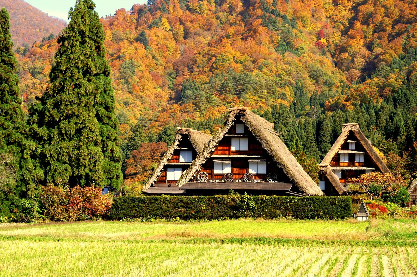 Làng cổ Shirakawa-go bên sắc vàng rực của mùa thu