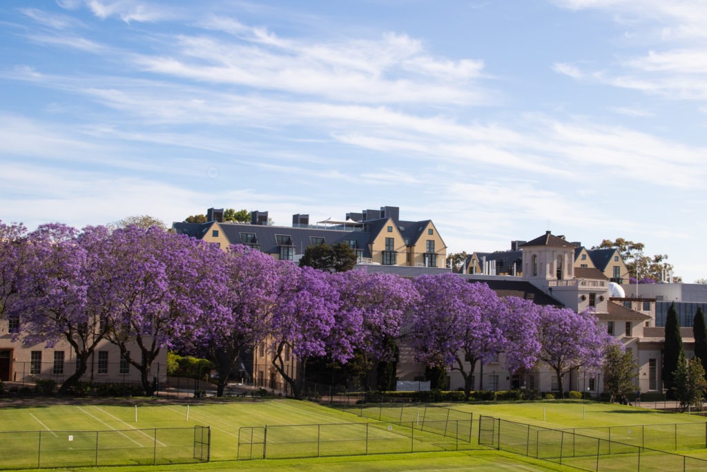 Sydney là địa điểm ngắm hoa phượng tím đặc sắc