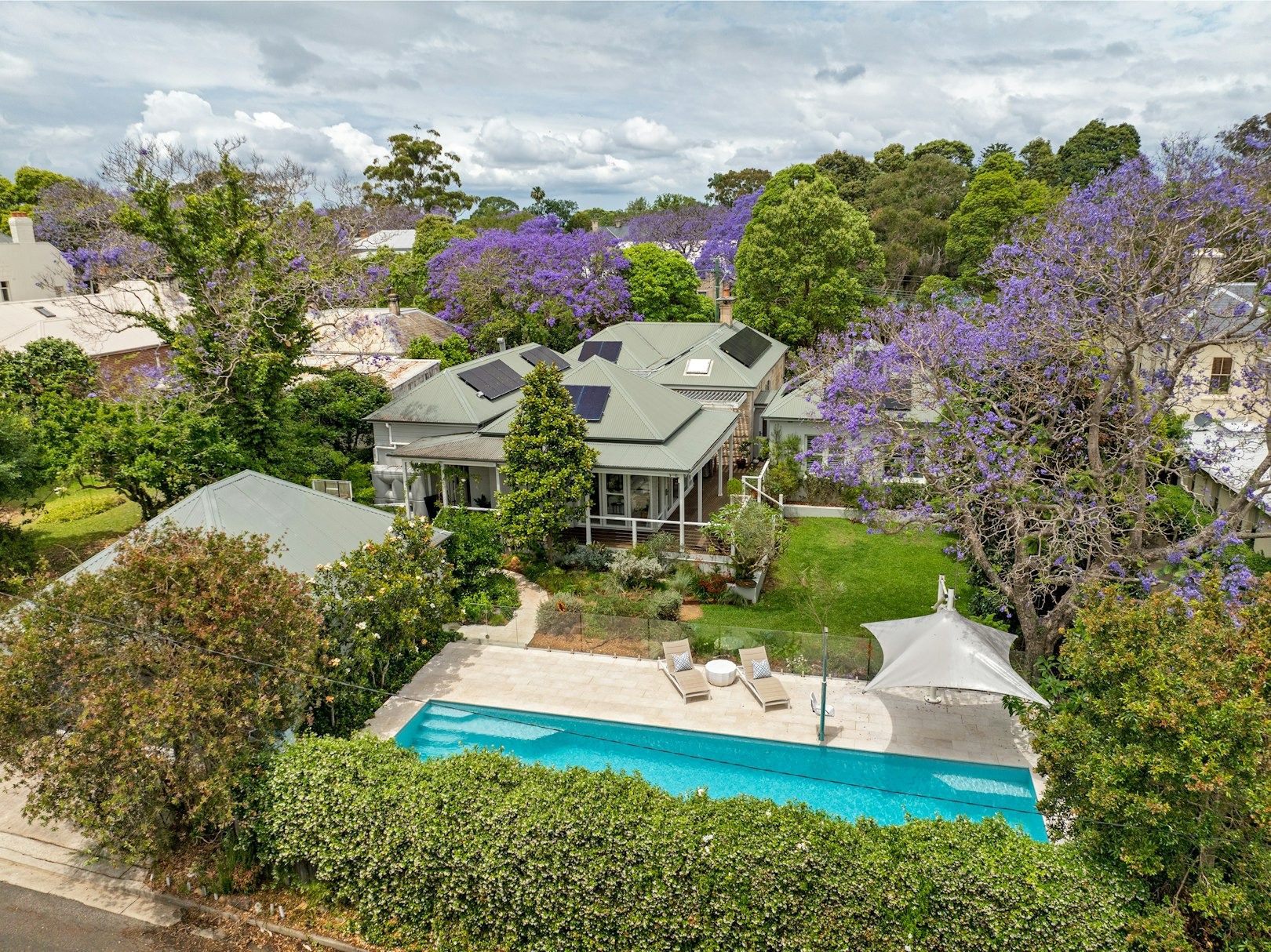 hoa-phuong-tim-Sydney-ivivu-6.jpg