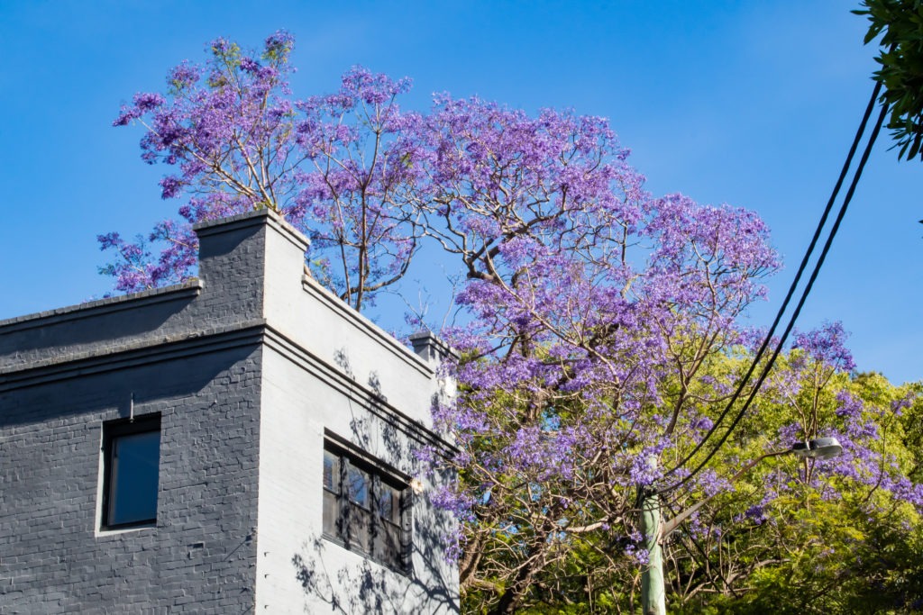 Khung cảnh tím mộng mơ trên các con đường ở Glebe và Camperdown