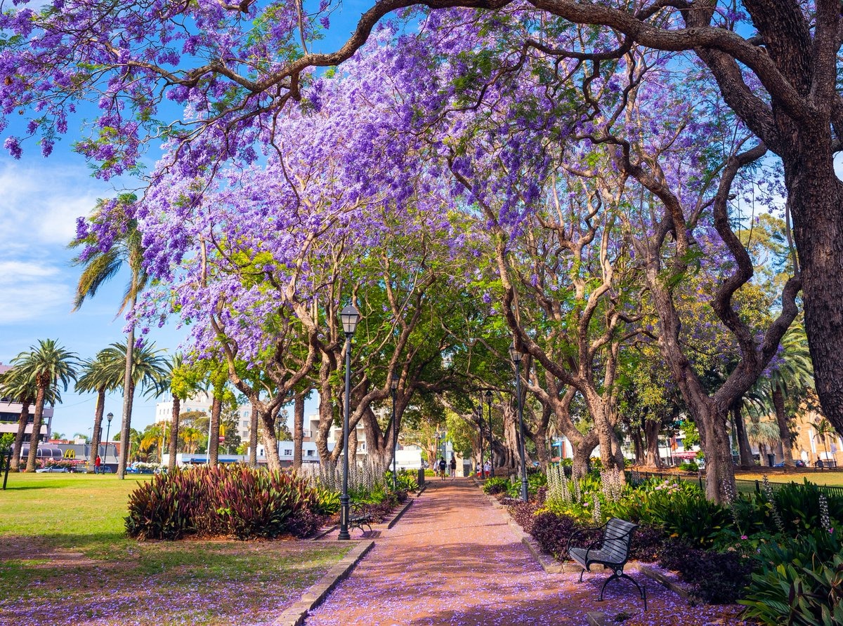 Mùa hoa ở công viên Parramatta