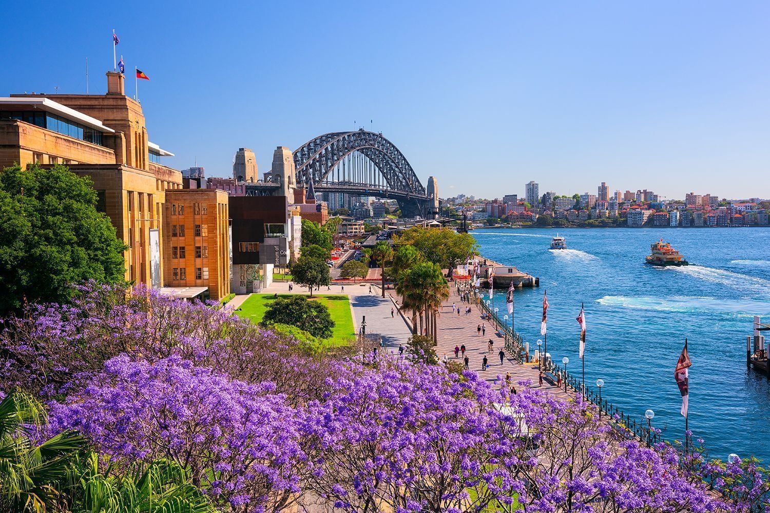 hoa-phuong-tim-Sydney-ivivu.jpg