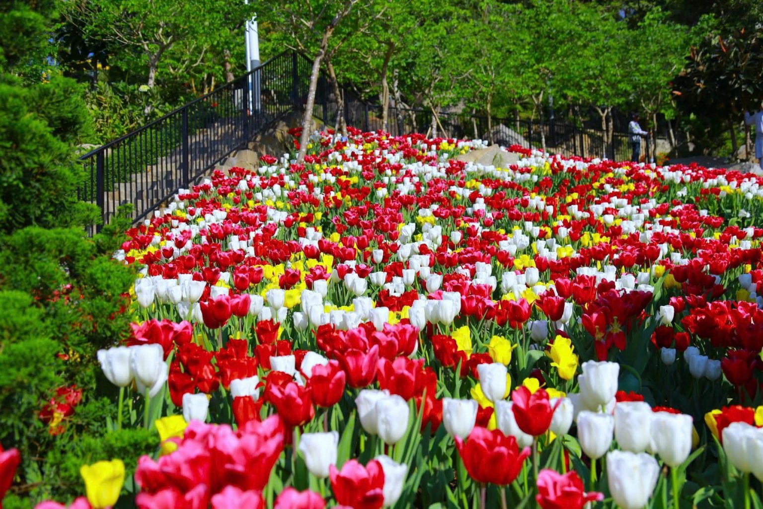 Sun World Núi Bà Đen Tây Ninh xuân 2026 ivivu