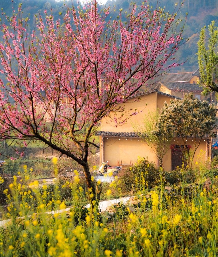 Hà Giang mùa xuân hoa nở — cộng đồng dân tộc thiểu số thân thiện, điểm đến hạng 5 Việt Nam 2026 - nguồn từ iVIVU