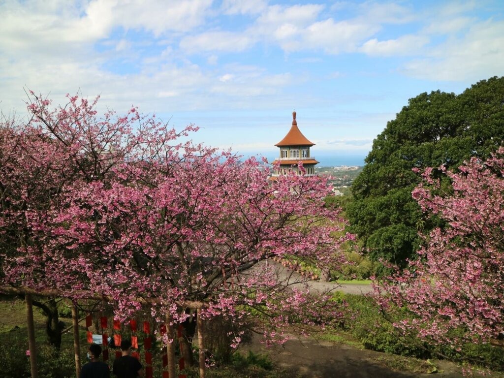 hoa anh đào