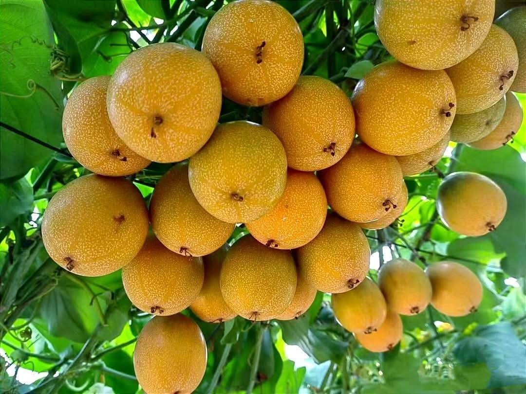 Chanh dây Đà Lạt