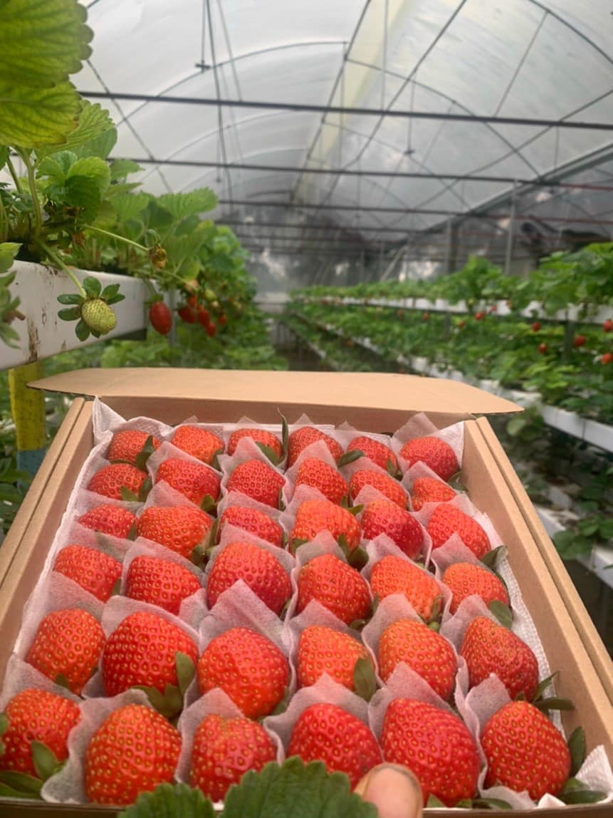 Vườn dâu Hiệp Lực